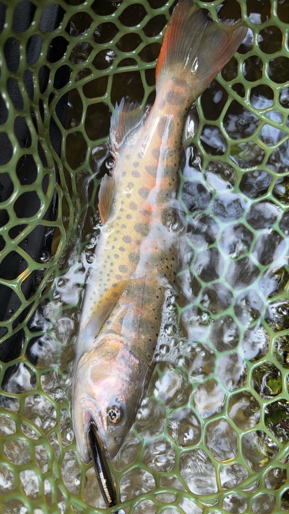 新着情報｜江川漁業協同組合